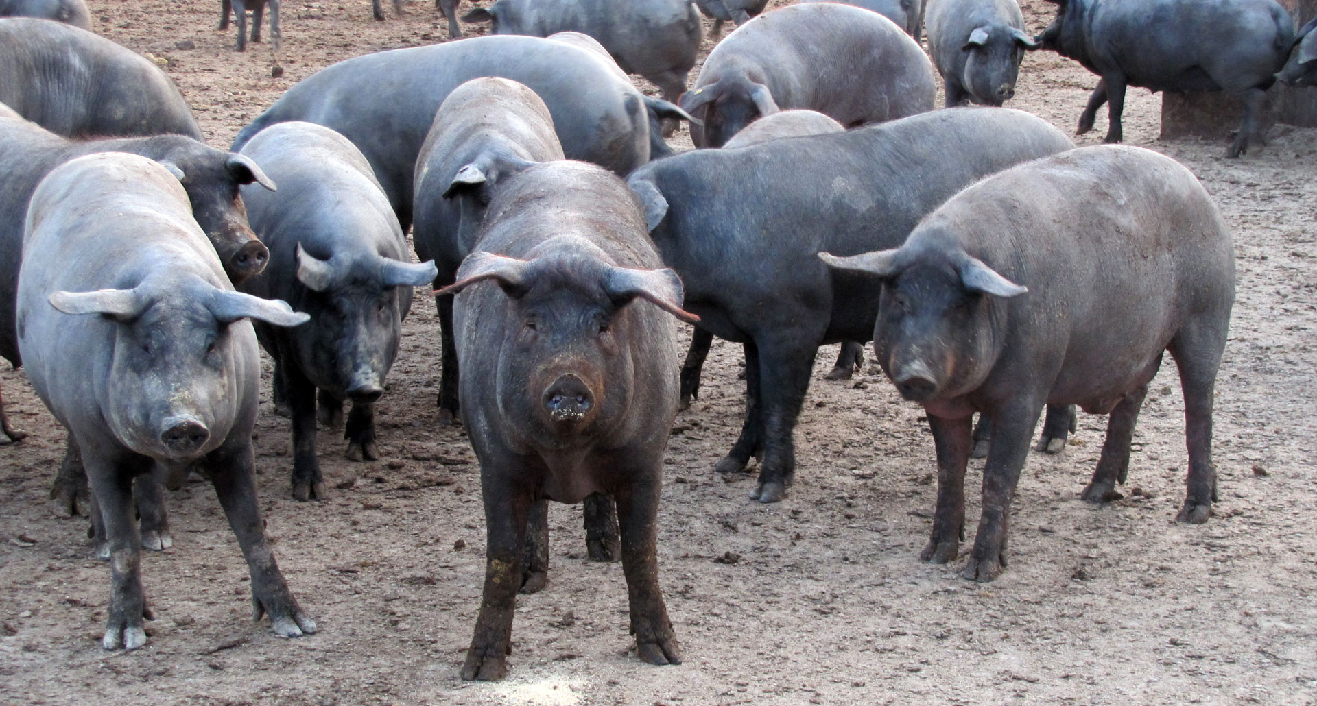 pigs